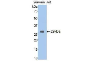 Western Blotting (WB) image for anti-Lectin, Galactoside-Binding, Soluble, 9 (LGALS9) (AA 194-322) antibody (ABIN1858954) (Galectin 9 anticorps  (AA 194-322))