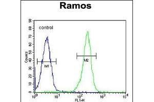 X5 Antibody (Center) (ABIN655650 and ABIN2845125) flow cytometric analysis of Ramos cells (right histogram) comred to a negative control cell (left histogram). (PAX5 anticorps  (AA 178-207))