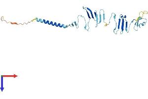 AlphaFold protein structure predicition of Human Recombinant SGCG Protein, UniprotID Q13326