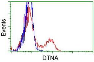 HEK293T cells transfected with either RC223952 overexpress plasmid (Red) or empty vector control plasmid (Blue) were immunostained by anti-DTNA antibody (ABIN2454048), and then analyzed by flow cytometry. (DTNA anticorps)