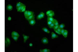Immunofluorescence staining of HepG2 cells with ABIN7162159 at 1:133, counter-stained with DAPI. (OMP anticorps  (AA 2-163))