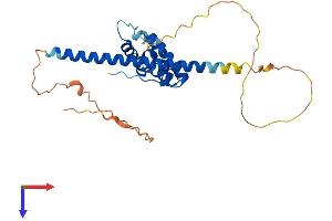 AlphaFold protein structure predicition of Mouse Recombinant Ccdc106 Protein, UniprotID Q3ULM0
