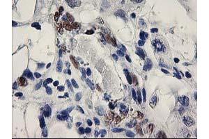 Image no. 4 for anti-ELK3, ETS-Domain Protein (SRF Accessory Protein 2) (ELK3) antibody (ABIN1498006) (ELK3 anticorps)