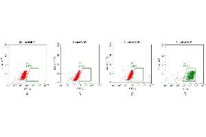 Claudin 6 (CLDN6) protein