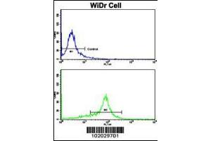 Flow cytometric analysis of WiDr cells using MMP15 Antibody (N-term)(bottom histogram) compared to a negative control cell (top histogram).
