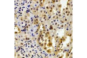 Immunohistochemical analysis of FKBP6 staining in mouse kidney formalin fixed paraffin embedded tissue section. (FKBP6 anticorps)