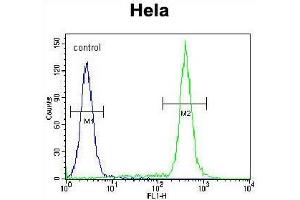 TBX6 Antibody (Center W158) flow cytometric analysis of Hela cells (right histogram) compared to a negative control cell (left histogram). (T-Box 6 anticorps  (Middle Region))