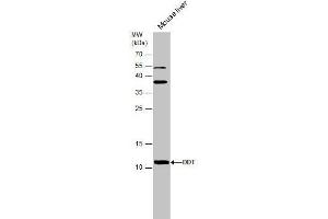 WB Image Mouse tissue extract (50 μg) was separated by 15% SDS-PAGE, and the membrane was blotted with DDT antibody [N1C3] , diluted at 1:500. (DDT anticorps)