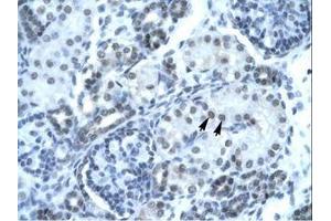 Image no. 1 for anti-Paired Box Gene 2a (PAX2A) (AA 174-223) antibody (ABIN202997) (PAX2A anticorps  (AA 174-223))