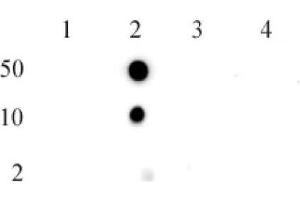 Histone H2BK5me1 (pAb) tested by dot blot analysis. (Histone H2B anticorps  (meLys5))