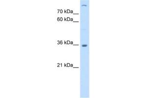 Western Blotting (WB) image for anti-Lectin, Mannose-Binding 2 (LMAN2) antibody (ABIN2463010) (LMAN2 anticorps)
