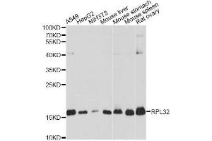 Western blot analysis of extracts of various cell lines, using RPL32 antibody. (RPL32 anticorps  (AA 1-135))