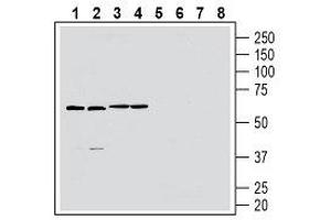 Western blot analysis of rat brain membranes (lanes 1 and 5), mouse brain lysate (lanes 2 and 6), rat spleen lysate (lanes 3 and 7) and mouse spleen membranes (lanes 4 and 8): - 1-4. (GPR174 anticorps  (2nd Extracellular Loop))