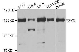 Western blot analysis of extracts of various cell lines, using XPC antibody (ABIN5974562) at 1/1000 dilution. (XPC anticorps)