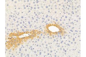ABIN6264307 and ABIN6279666 at 1/100 staining Mouse liver tissue by IHC-P. (PLSCR1 anticorps  (N-Term))