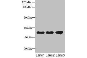 Western blot All lanes: RMDN1 antibody at 0. (FAM82B anticorps  (AA 13-314))