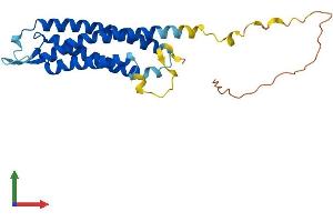 AlphaFold protein structure predicition of Human Recombinant SYNGR1 Protein, UniprotID O43759