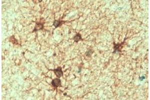 ABIN185730 (2 µg/mL) staining of paraffin embedded Human Cerebellum.