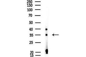 Western blot analysis of lysates from Rat testis, using MARCH1 Antibody at 1/1000 dilution.