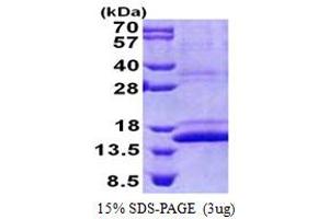 SDS-PAGE (SDS) image for COX Assembly Mitochondrial Protein 1 Homolog (CMC1) (AA 1-106) protein (His tag) (ABIN5853157)