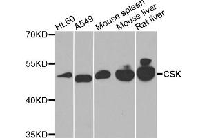 Western blot analysis of extracts of various cell lines, using CSK antibody. (CSK anticorps)