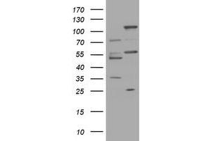 Image no. 1 for anti-Trafficking Protein Particle Complex 4 (TRAPPC4) antibody (ABIN1501268) (TRAPPC4 anticorps)