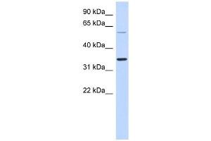 SASP antibody used at 1 ug/ml to detect target protein. (ASPRV1 anticorps  (Middle Region))