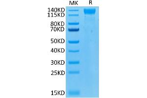 Biotinylated Human VEGF R2 on Tris-Bis PAGE under reduced condition.