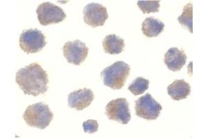 Image no. 2 for anti-Beta-secretase 1 (BACE1) (C-Term) antibody (ABIN204488) (BACE1 anticorps  (C-Term))