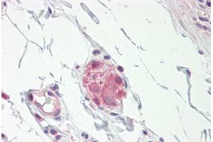 Image no. 1 for anti-Nitric Oxide Synthase 1, Neuronal (NOS1) (N-Term) antibody (ABIN1495363)