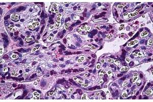 Human Placenta: Formalin-Fixed, Paraffin-Embedded (FFPE) (IRX2 anticorps  (AA 231-280))
