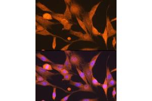 Immunofluorescence analysis of NIH-3T3 cells using ISG15 Rabbit mAb (ABIN7268023) at dilution of 1:100 (40x lens).