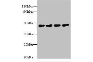 Western blot All lanes: PRMT6 antibody at 0. (PRMT6 anticorps  (AA 119-375))