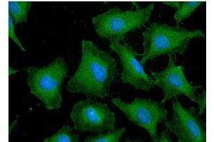 ICC/IF analysis of GST in HeLa cells line, stained with DAPI (Blue) for nucleus staining and monoclonal anti-human GST antibody (1:100) with goat anti-mouse IgG-Alexa fluor 488 conjugate (Green). (Glutathione S-Transferase/GST Antibody anticorps)