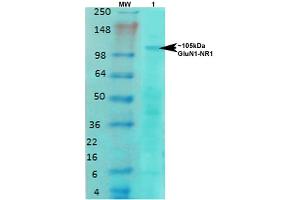 Western Blot analysis of Rat brain membrane lysate showing detection of NMDAR1 NMDA receptor protein using Mouse Anti-NMDAR1 NMDA receptor Monoclonal Antibody, Clone S308-48 . (GRIN1/NMDAR1 anticorps  (AA 42-361) (Atto 488))