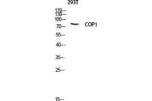 Western Blot (WB) analysis of 293T lysis using COP1 antibody. (RFWD2 anticorps  (Tyr762))