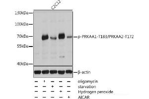 Western blot analysis of extracts of C2C12 cells using Phospho-PRKAA1(T183)/PRKAA2(T172) Polyclonal Antibody at dilution of 1:2000. (PRKAA1 anticorps  (pThr172, pThr183))