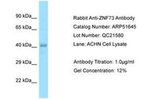 Image no. 1 for anti-Zinc Finger Protein 73 (ZNF73) (AA 36-85) antibody (ABIN6749922) (ZNF73 anticorps  (AA 36-85))