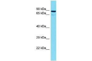 Host: Rabbit Target Name: TTLL10 Sample Type: 721_B Whole Cell lysates Antibody Dilution: 1. (TTLL10 anticorps  (N-Term))