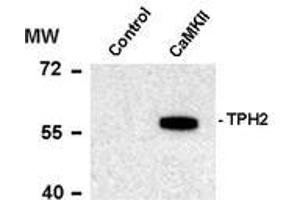 Western blots of recombinant tryptophan hydroxylase incubated in the absence (Control) and presence of Ca2+/calmodulin dependent kinase II (CaMKII) showing specific immunolabeling of the ~55k tryptophan hydroxylase protein phosphorylated at Ser19. (Tryptophan Hydroxylase 2 anticorps  (pSer19))