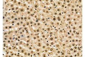 ABIN6262340 and ABIN6278672 at 1/100 staining Mouse pancreatic tissue by IHC-P. (HOXA2 anticorps  (Internal Region))