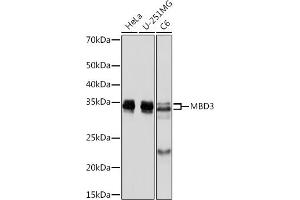 Western blot analysis of extracts of various cell lines, using MBD3 Rabbit mAb (ABIN7268492) at 1:1000 dilution. (MBD3 anticorps)