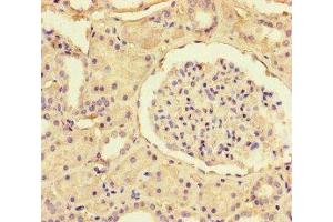 Immunohistochemistry of paraffin-embedded human kidney tissue using ABIN7170309 at dilution of 1:100