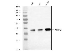 Western blot analysis of NRBF2 using anti-NRBF2 antibody (ABIN7599218).