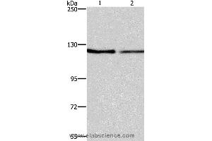 Western blot analysis of NIH/3T3 and LoVo cell, using ATP2A1 Polyclonal Antibody at dilution of 1:500