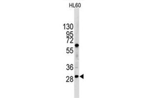 Image no. 1 for anti-Lin-28 Homolog B (LIN28B) (N-Term) antibody (ABIN357011) (LIN28B anticorps  (N-Term))