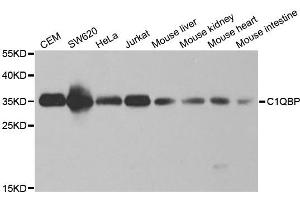 Western blot analysis of extracts of various cell lines, using C1QBP antibody.