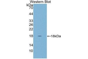 Western Blotting (WB) image for anti-Cystatin D (CST5) (AA 21-142) antibody (ABIN1867419) (CST5 anticorps  (AA 21-142))