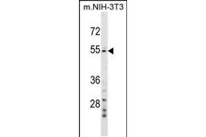Western blot analysis in mouse NIH-3T3 cell line lysates (35ug/lane). (GPT2 anticorps  (N-Term))