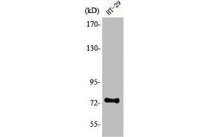 Western Blot analysis of HT29 cells using ACSS1 Polyclonal Antibody (ACSS1 anticorps  (C-Term))